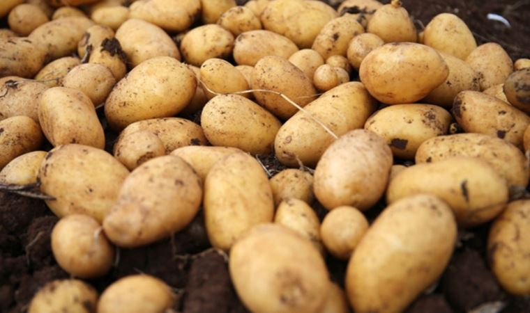 Arz talebi karşılamadı, patates fiyatı arttı