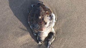 plastik-atiklar-caretta-carettalari-olduruyor-PDttJMIR.jpeg