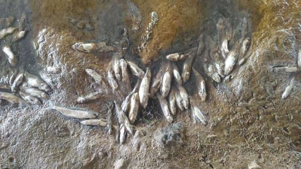 Sivas’ta toplu balık ölümlerine inceleme