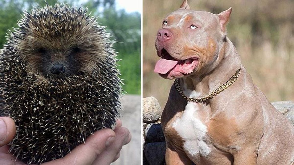 azili-pitbull-ve-minik-kirpi-karsi-karsiya-geldi-olanlara-hic-kimse-inanamiyor-qNEwp2rn.jpg