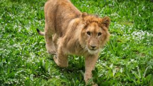 izmirde-aslan-dehseti-OgJCPrF1.jpg