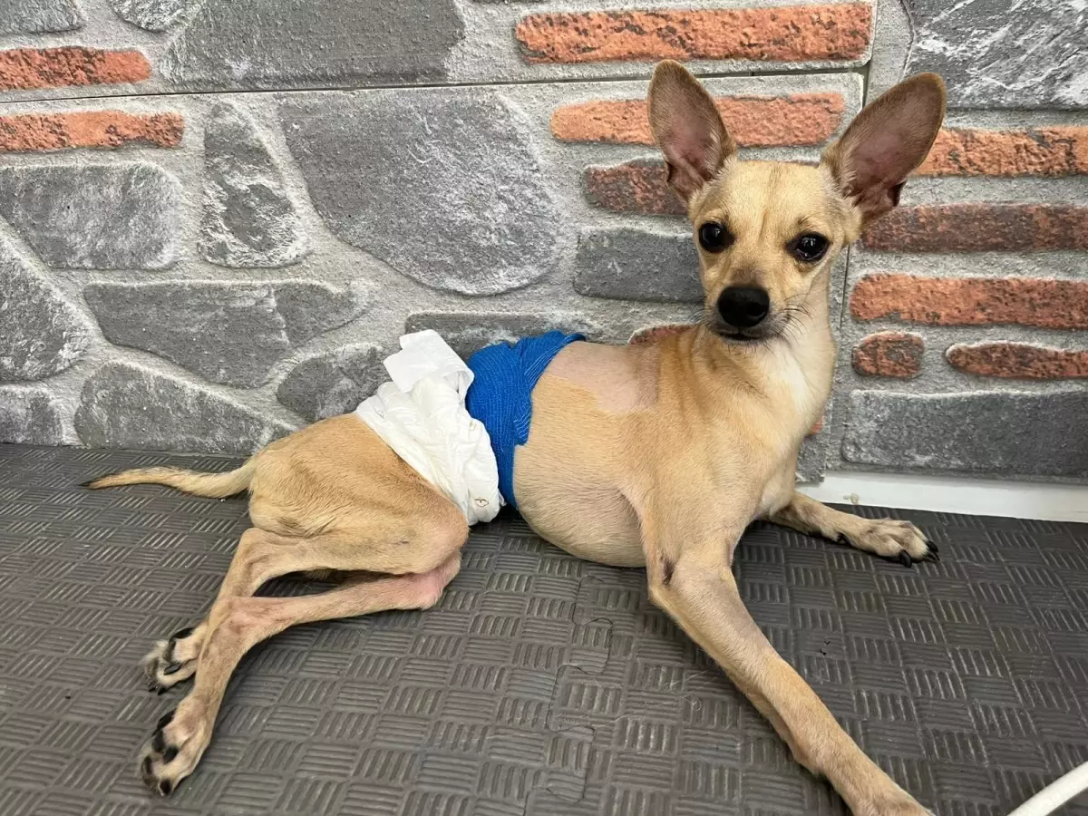 Nişanlı Çift Ayrıldı, ‘Lucky’ Terkinin Kurbanı Oldu