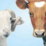 Kurbanlık fiyatları 2026 ne kadar? Büyükbaş ve küçükbaş kurban fiyatı belli oldu mu, canlı tosun, koç, koyun, dana, keçi, inek kilogram fiyatı