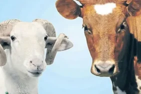 Kurban fiyatları ne kadar? Büyükbaş ve küçükbaş kurbanlık canlı hayvan kilo fiyatları 2026