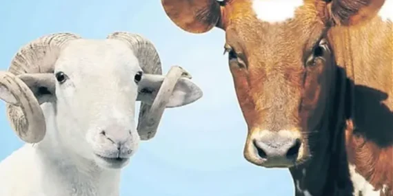 Kurbanlık fiyatları 2026 ne kadar? Büyükbaş ve küçükbaş kurban fiyatı belli oldu mu, canlı tosun, koç, koyun, dana, keçi, inek kilogram fiyatı