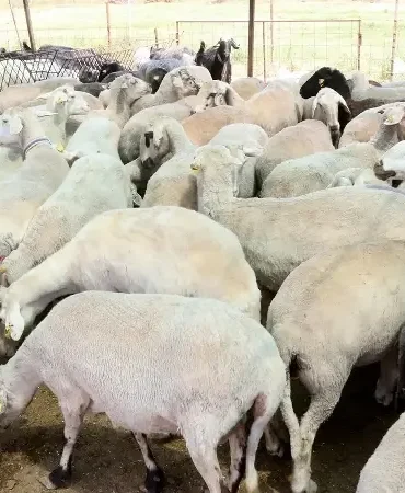 KURBANLIK FİYATLARI 2026: Bayram öncesi kurbanlık pazarlıkları başladı! İşte küçükbaş ve büyükbaş kurbanlık fiyatları