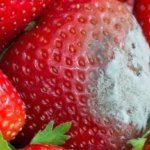 Pazardan aldığınız gibi çürümesin! Çileğin ömrünü uzatan ve derinlemesine temizleyen teknik