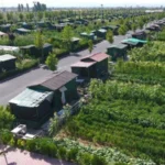 Hobi bahçeleri ne olacak? Tarlaya yapılan evler yıkılacak mı?