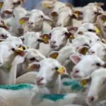 Dev destek açıklandı: 150 bin hayvan dağıtılacak! 2026 küçükbaş hayvancılık desteği başvurusu nasıl yapılır, şartlar neler?