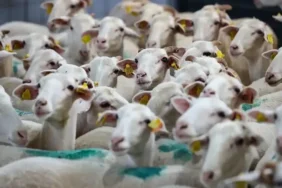 Dev destek açıklandı: 150 bin hayvan dağıtılacak! 2026 küçükbaş hayvancılık desteği başvurusu nasıl yapılır, şartlar neler?