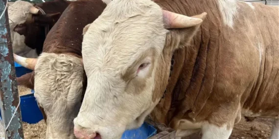 Kurban fiyatları ne kadar? Tosun, düve, dana, koç, koyun, keçi fiyatı kaç lira? Büyükbaş ve küçükbaş kurbanlık fiyatları