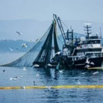 Denizlerde av yasağı ne zaman başlıyor 2026? Kıyı balıkçılığı yapmak yasak mı? Bakanlık açıkladı