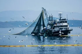 Denizlerde av yasağı ne zaman başlıyor 2026? Kıyı balıkçılığı yapmak yasak mı? Bakanlık açıkladı