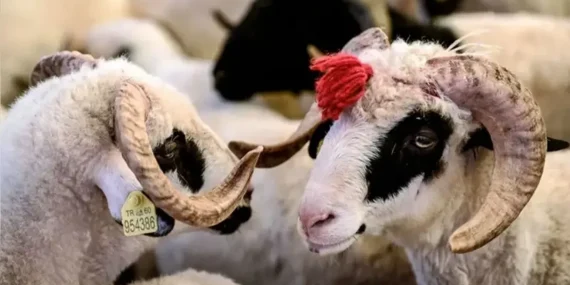 Kurban Bayramı ne zaman 2026? Bayramı tatili kaç gün olacak, ne zaman başlıyor?