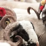 Kurban Bayramı 2026 ne zaman, mayıs ayında hangi günlere denk geliyor? Bayramda 9 gün tatil var mı? Bayram tatili takvimi