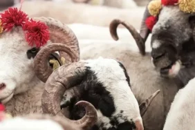 Kurban Bayramı 2026 ne zaman, mayıs ayında hangi günlere denk geliyor? Bayramda 9 gün tatil var mı? Bayram tatili takvimi