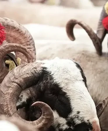 Kurban Bayramı 2026 ne zaman, mayıs ayında hangi günlere denk geliyor? Bayramda 9 gün tatil var mı? Bayram tatili takvimi