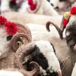 Kurban Bayramı ne zaman, hangi gün başlıyor? 2026 Kurban Bayramı tatili 9 gün olacak mı? Gözler resmi açıklamalarda