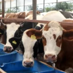 Bayram planı yapanlar bekliyor: Kurban Bayramı tatili 9 gün olacak mı? 25 ve 26 Mayıs detayı öne çıktı