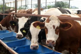 Bayram planı yapanlar bekliyor: Kurban Bayramı tatili 9 gün olacak mı? 25 ve 26 Mayıs detayı öne çıktı