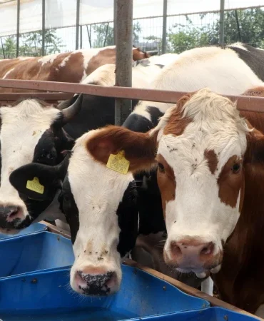 Bayram planı yapanlar bekliyor: Kurban Bayramı tatili 9 gün olacak mı? 25 ve 26 Mayıs detayı öne çıktı