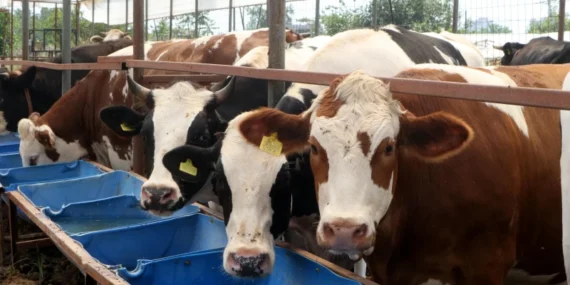 Bayram planı yapanlar bekliyor: Kurban Bayramı tatili 9 gün olacak mı? 25 ve 26 Mayıs detayı öne çıktı