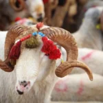 Kurban Bayramı ne zaman? Bayram tatili uzayacak mı, 9 güne çıkar mı? 2026 Kurban Bayramı takvimi