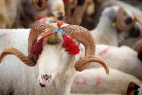 Kurban Bayramı ne zaman? Bayram tatili uzayacak mı, 9 güne çıkar mı? 2026 Kurban Bayramı takvimi