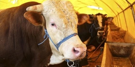 KURBAN BAYRAMI TATİLİ 9 GÜN MÜ? Kurban Bayramı ne zaman? 2026 yılı Kurban Bayramı’na kaç gün kaldı?