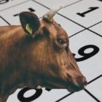 KURBAN BAYRAMI TATİLİ NE ZAMAN? Bayram tatili 9 gün olur mu? 2026 Kurban Bayramı tarihi ve tatili