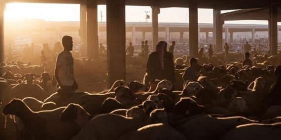 DİYANET KURBAN BAYRAMI TAKVİMİ || 2026 Kurban Bayramı ne zaman, hangi güne denk geliyor? Kurban Bayramı tatili kaç gün, 9 gün olacak mı?