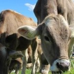 2026 Kurban Bayramı Takvimi: Kurban Bayramı Tatili Kaç Gün? Bayram Tatili 9 Gün Olur Mu?