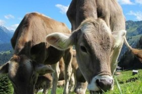 2026 Kurban Bayramı Takvimi: Kurban Bayramı Tatili Kaç Gün? Bayram Tatili 9 Gün Olur Mu?