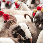 Kurban Bayramı 2026 tarihleri ne zaman, hangi günler? Kurban Bayramı tatili kaç gün olacak?