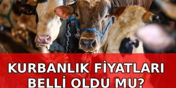 YENİ KURBANLIK FİYATLARI 2026 belli oldu mu? Küçükbaş ve büyükbaş kurbanlık fiyatları ne kadar?