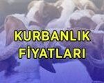DİYANET KURBANLIK FİYATLARI 2026: Büyükbaş ve küçükbaş koç, dana, koyun kurbanlık canlı kilo fiyatları ne kadar? Diyanet vekaletle kurban kesim bedeli bu yıl kaç TL?