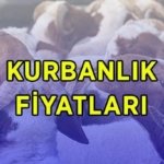 DİYANET VEKALETEN KURBANLIK FİYATLARI 2026: Büyükbaş ve küçükbaş kurbanlık canlı kilo fiyatları ne kadar? Diyanet vekaletle kurban kesim bedeli bu yıl kaç TL?