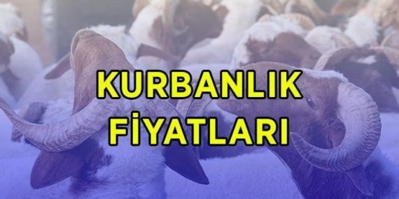 DİYANET VEKALETEN KURBANLIK FİYATLARI 2026: Büyükbaş ve küçükbaş kurbanlık canlı kilo fiyatları ne kadar? Diyanet vekaletle kurban kesim bedeli bu yıl kaç TL?