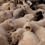 KURBAN PAZARLARI NE ZAMAN KURULACAK? 2026 İstanbul, Ankara ve İzmir'de kurban kesim yerleri kuruldu mu?