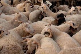 KURBAN PAZARLARI NE ZAMAN KURULACAK? 2026 İstanbul, Ankara ve İzmir'de kurban kesim yerleri kuruldu mu?