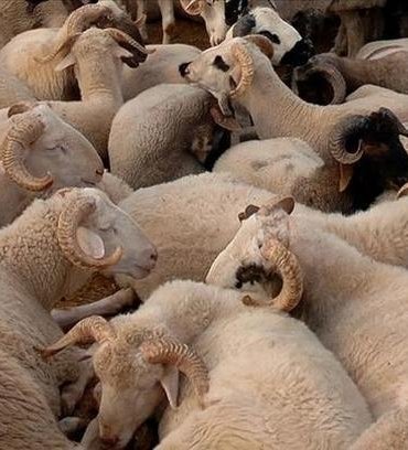 KURBAN PAZARLARI NE ZAMAN KURULACAK? 2026 İstanbul, Ankara ve İzmir'de kurban kesim yerleri kuruldu mu?