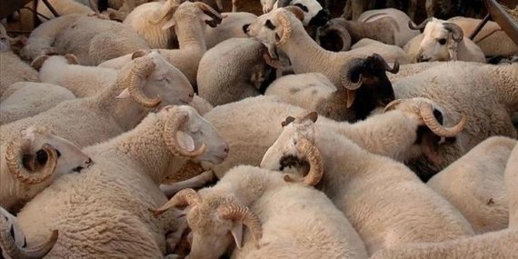 KURBAN PAZARLARI NE ZAMAN KURULACAK? 2026 İstanbul, Ankara ve İzmir’de kurban kesim yerleri kuruldu mu?