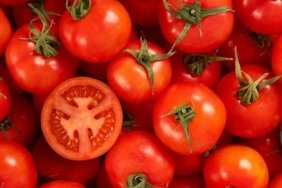 Domateslerin ömrünü uzatan sır: Saplarını sakın koparmayın!