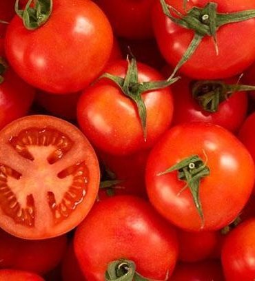 Domateslerin ömrünü uzatan sır: Saplarını sakın koparmayın!