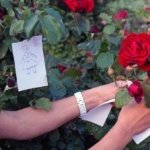 HIDIRELLEZ TARİHİ VE GÜNÜ: 2026 Hıdırellez ne zaman? Hıdrellez ritüelleri ve gelenekleri neler?