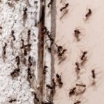 Yaz gelmeden karınca istilasını önleyen yöntemler! Kapıdan bile geçemeyecekler