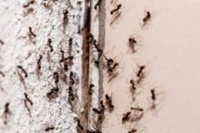 Yaz gelmeden karınca istilasını önleyen yöntemler! Kapıdan bile geçemeyecekler