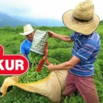 ÇAYKUR sözleşmeli personel alımı yapacak mı, ne zaman?