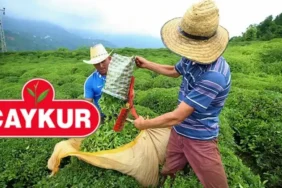 ÇAYKUR sözleşmeli personel alımı yapacak mı, ne zaman?