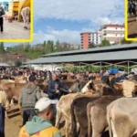 Diyanet 2026 vekalet kurban fiyatları açıklandı: Yurt içi ve yurt dışı hisse bedeli ne kadar?